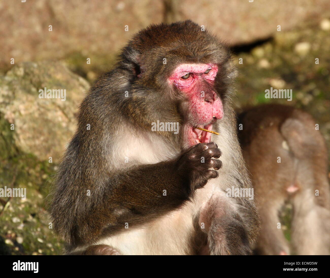 Japanese macaque or Snow monkey (Macaca fuscata) chewing on a stick Stock Photo