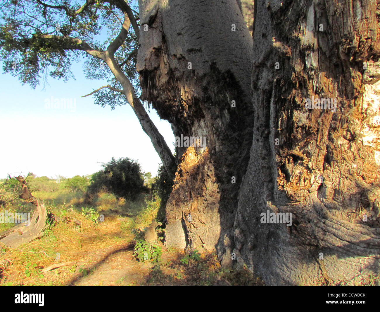 Tree damage africa elephant hires stock photography and images Alamy