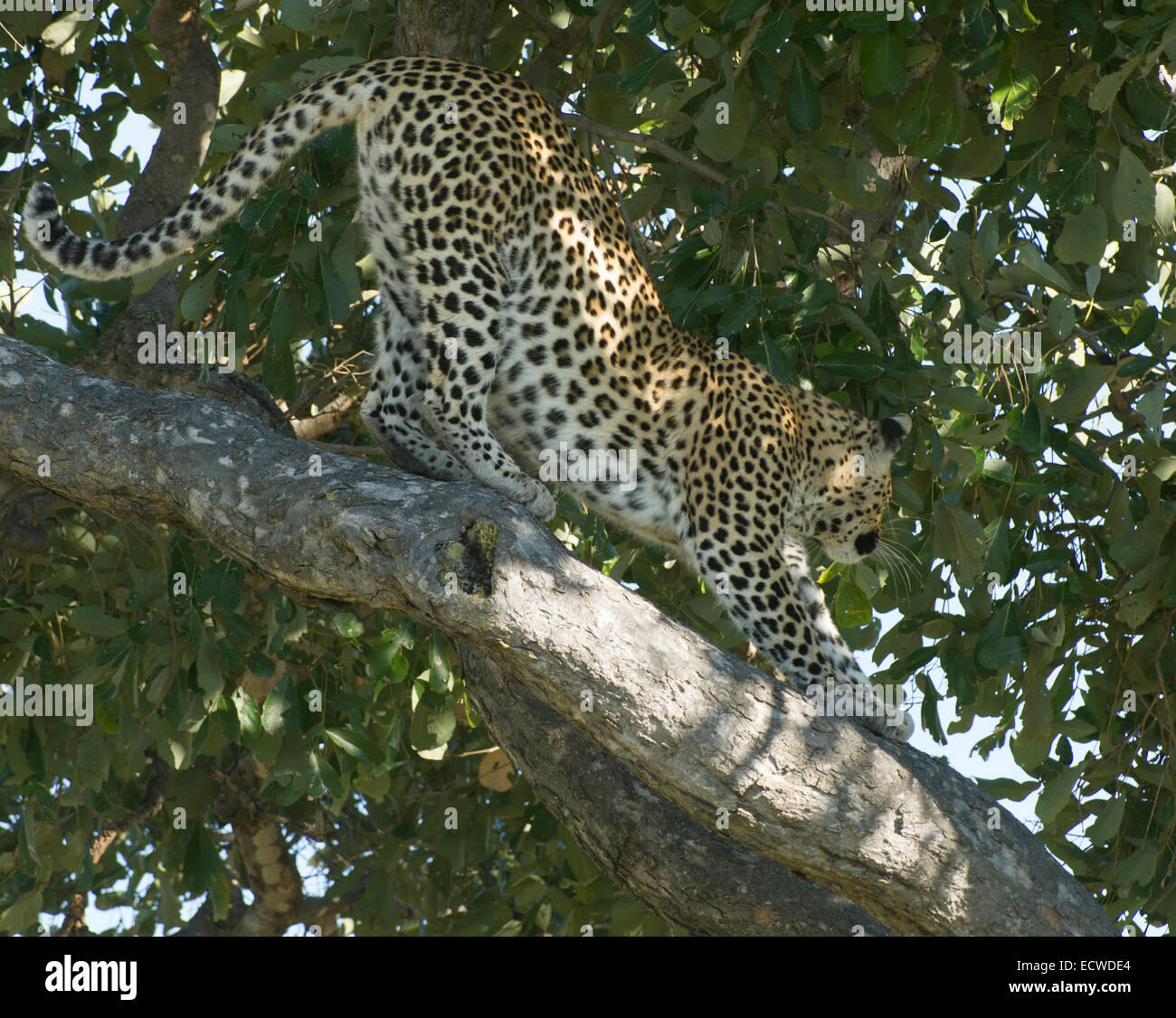 African leopard (Panthera leo) in tree in okavango delta in botswana Stock Photo