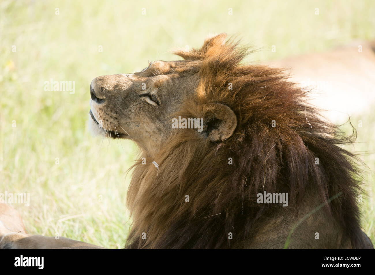 Lion roar side hi-res stock photography and images - Alamy