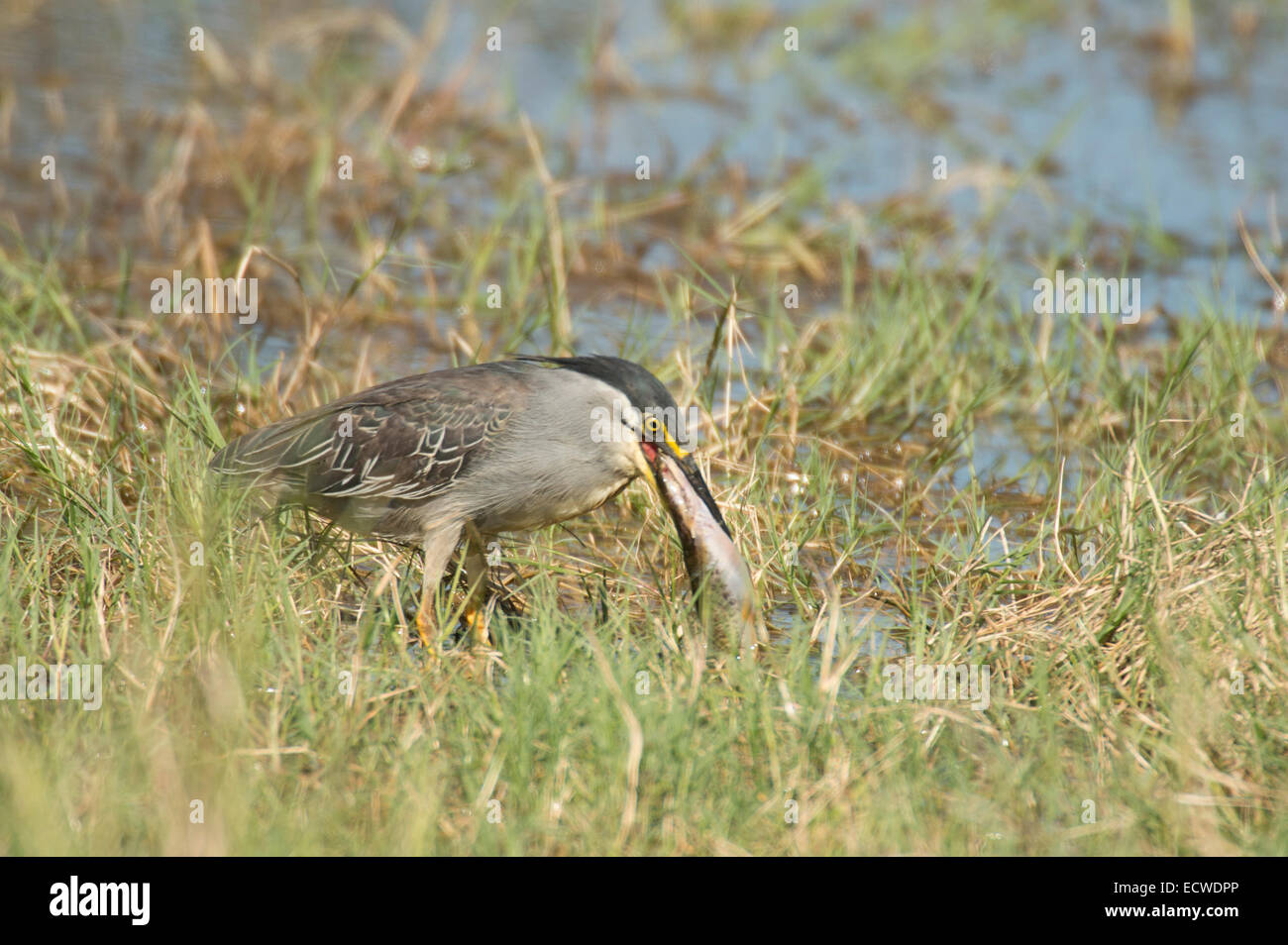 Green backed heron okavango delta hires stock photography and images