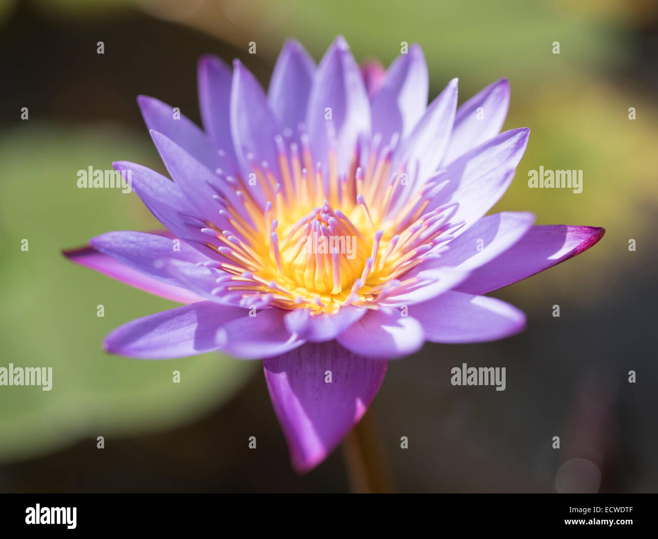 Water lily, Nymphaeaceae, water lilies, flower Stock Photo
