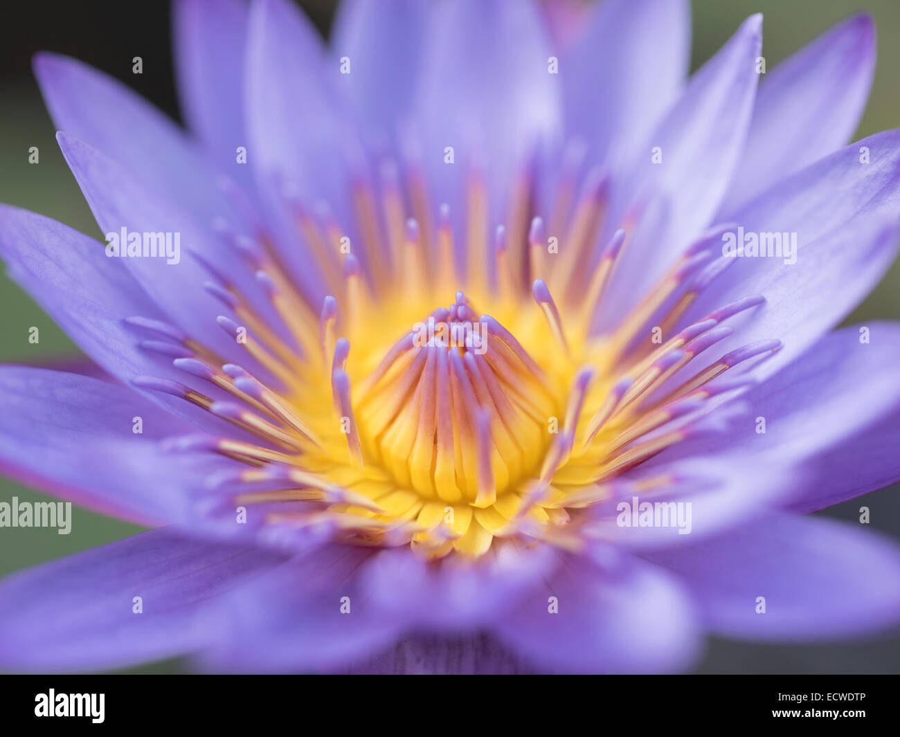 Water lily, Nymphaeaceae, water lilies, flower Stock Photo