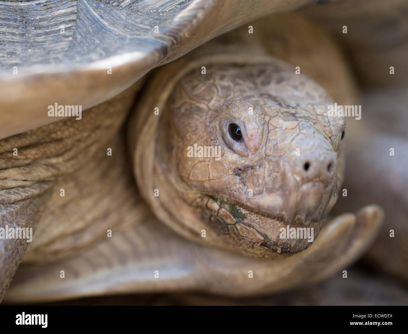 African Spurred Tortoise, Geochelone sulcata / Centrochelys sulcata Stock Photo