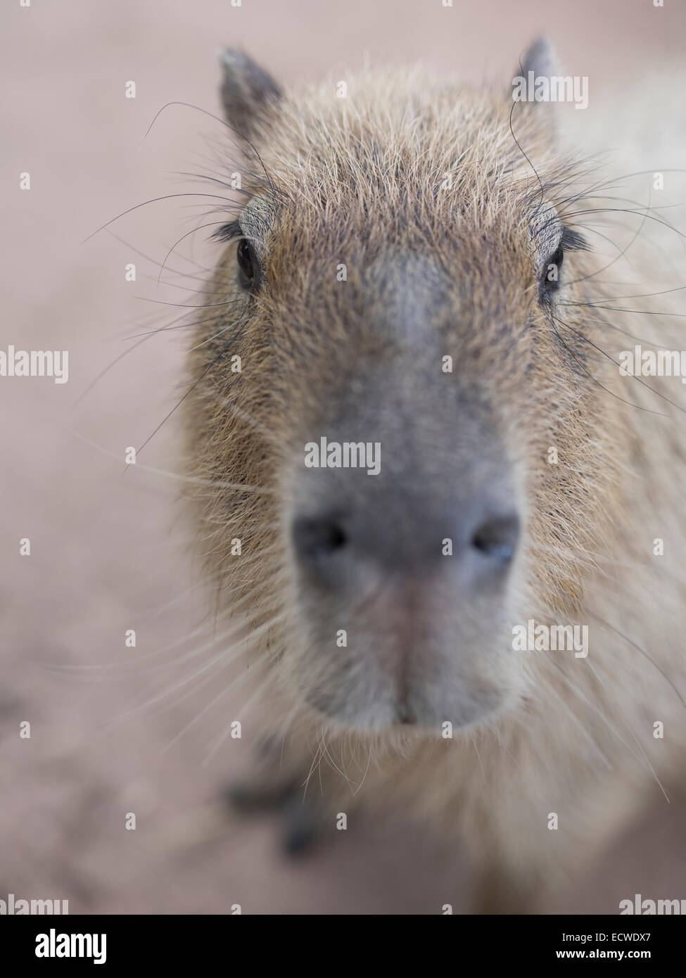 Capybara, Hydrochoerus hydrocheris largest rodent - Order:Rodentia Suborder:Hystricomorpha Family:Caviidae Stock Photo