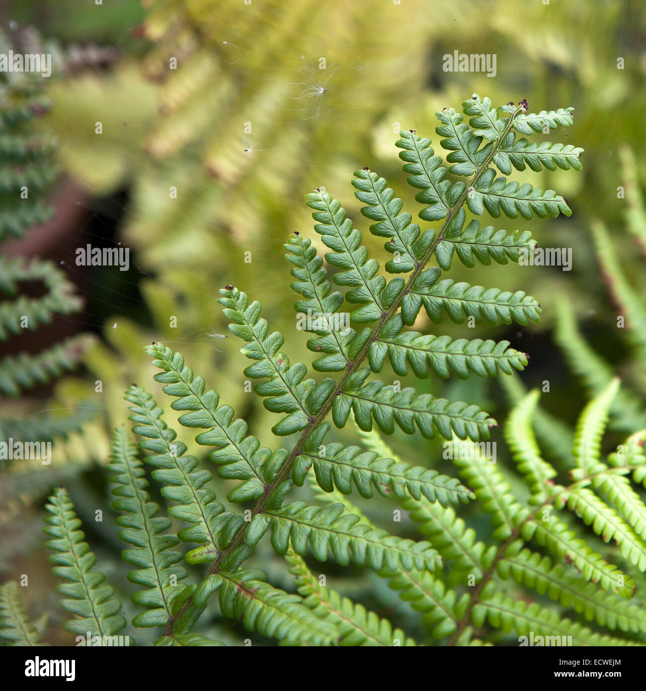 Center of fern hires stock photography and images Alamy