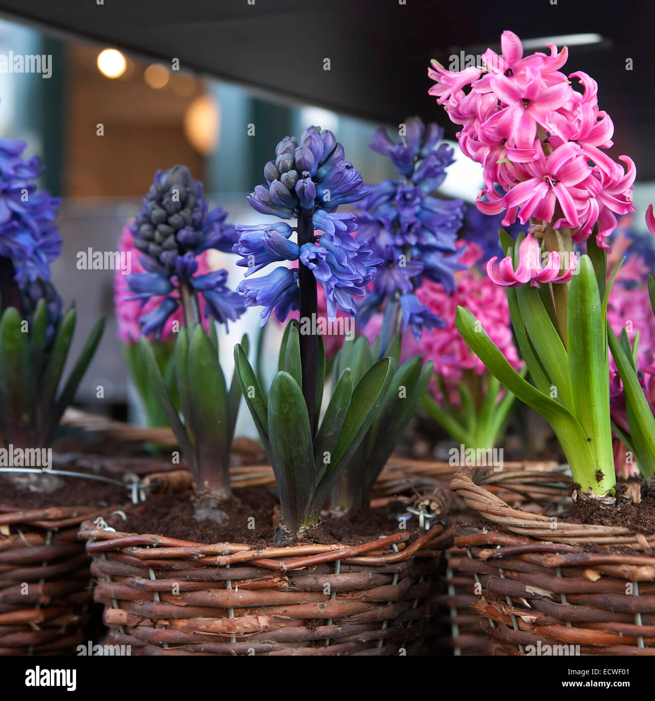 Blue and pink hyacinth flowers on wooden table Stock Photo