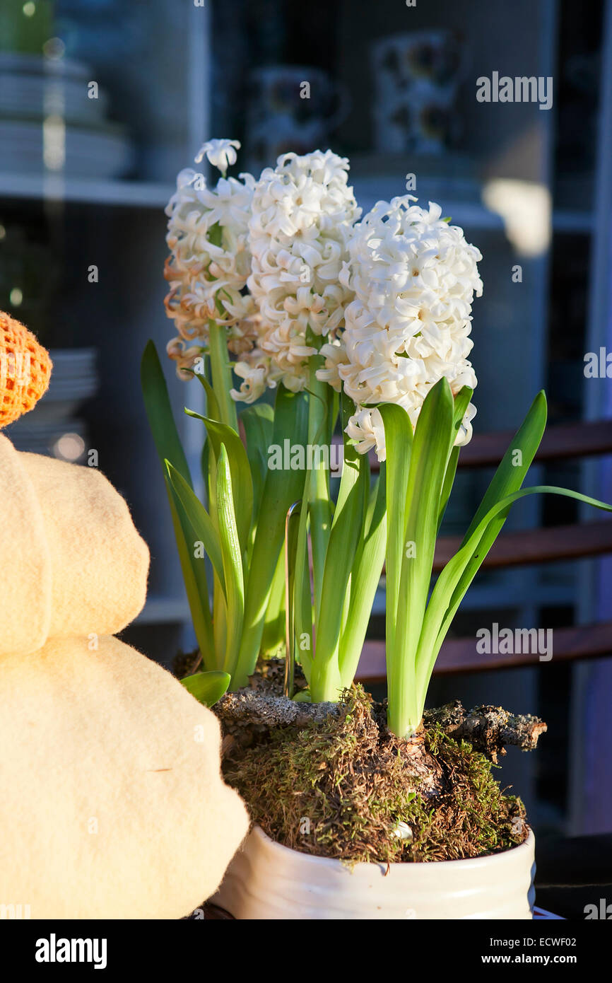 White hyacinth flowers and garden accessories on wooden table Stock Photo