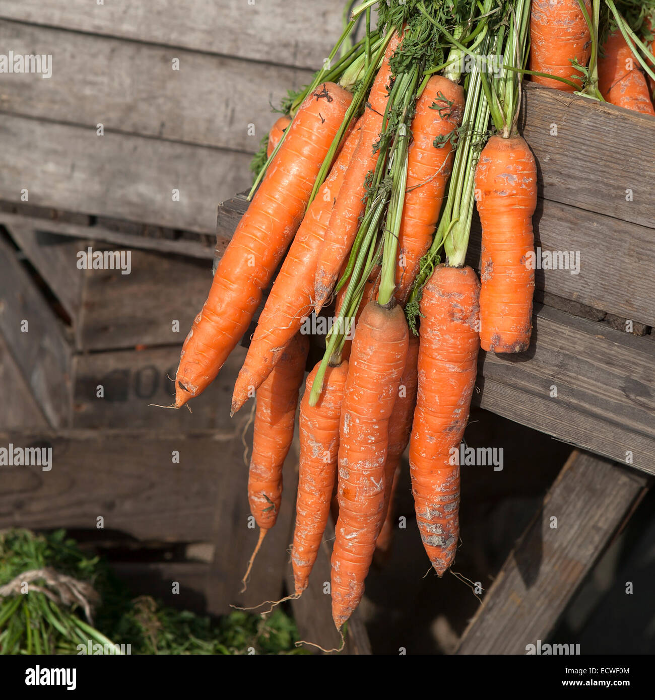 fresh carrot Stock Photo