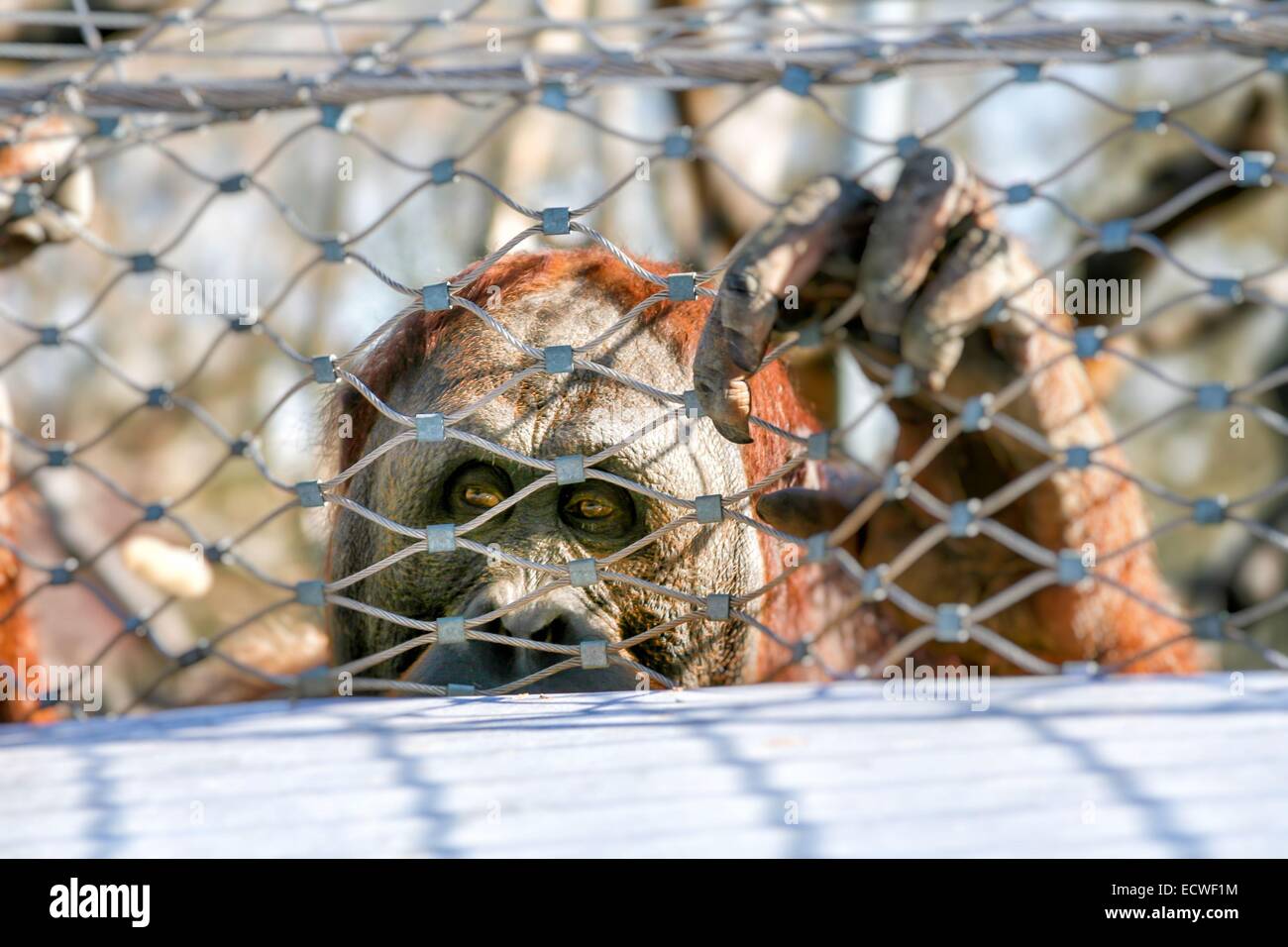 Let me out. Orango in  Madrid zoo. Stock Photo