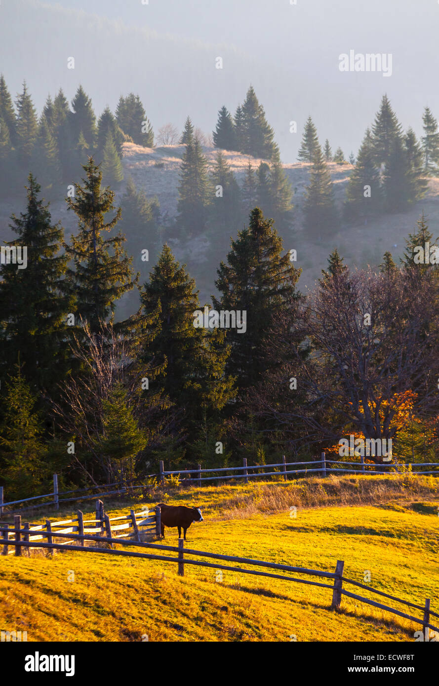 the mountain autumn landscape with colorful forest Stock Photo - Alamy