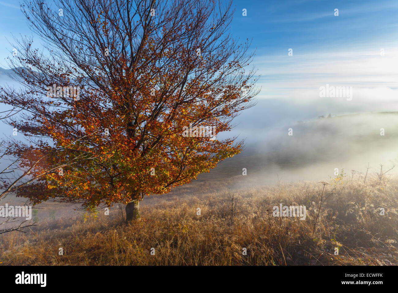 Autumn tree on dry meadow over blue sky background Stock Photo - Alamy