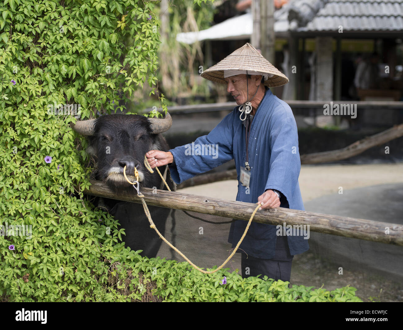 Okinawan man with water buffalo used for crushing sugar cane. At Stock  Photo - Alamy
