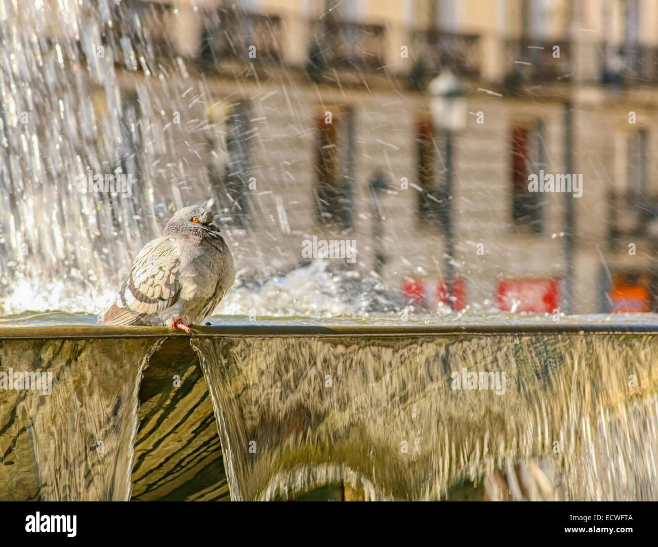 pigeon on the fountain have a bath . Stock Photo