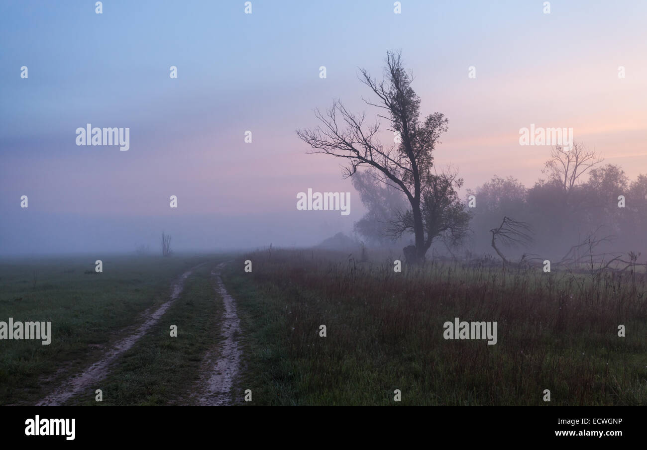 Alone tree with sun and color red orange yellow sky Stock Photo - Alamy