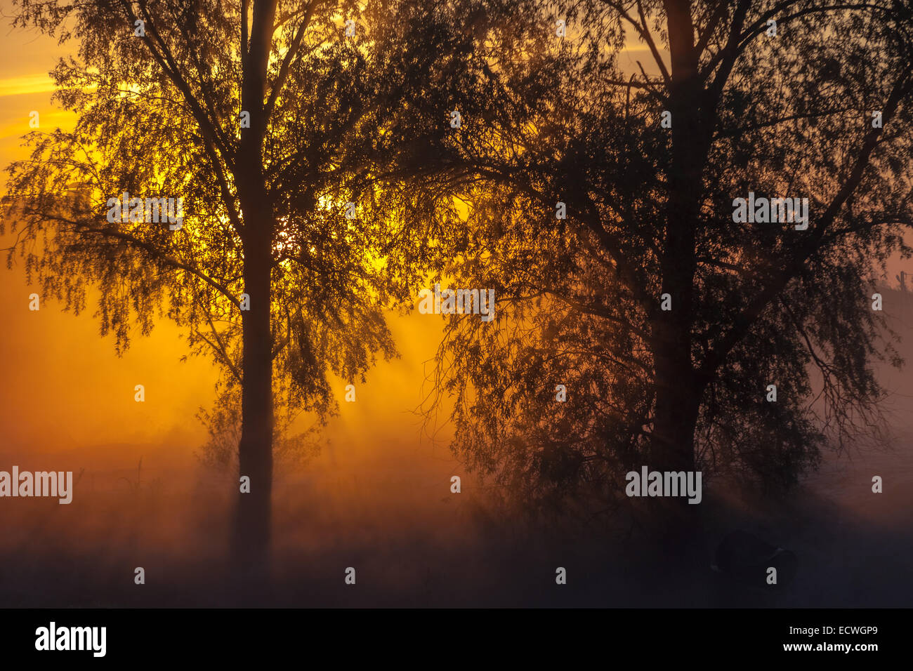 Alone tree with sun and color red orange yellow sky Stock Photo - Alamy