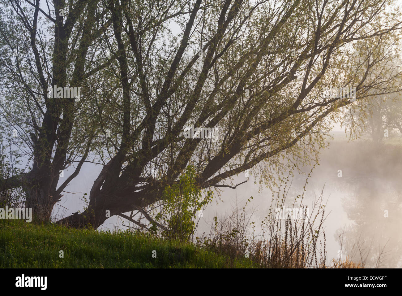 The beautiful fog on a river photo Stock Photo - Alamy