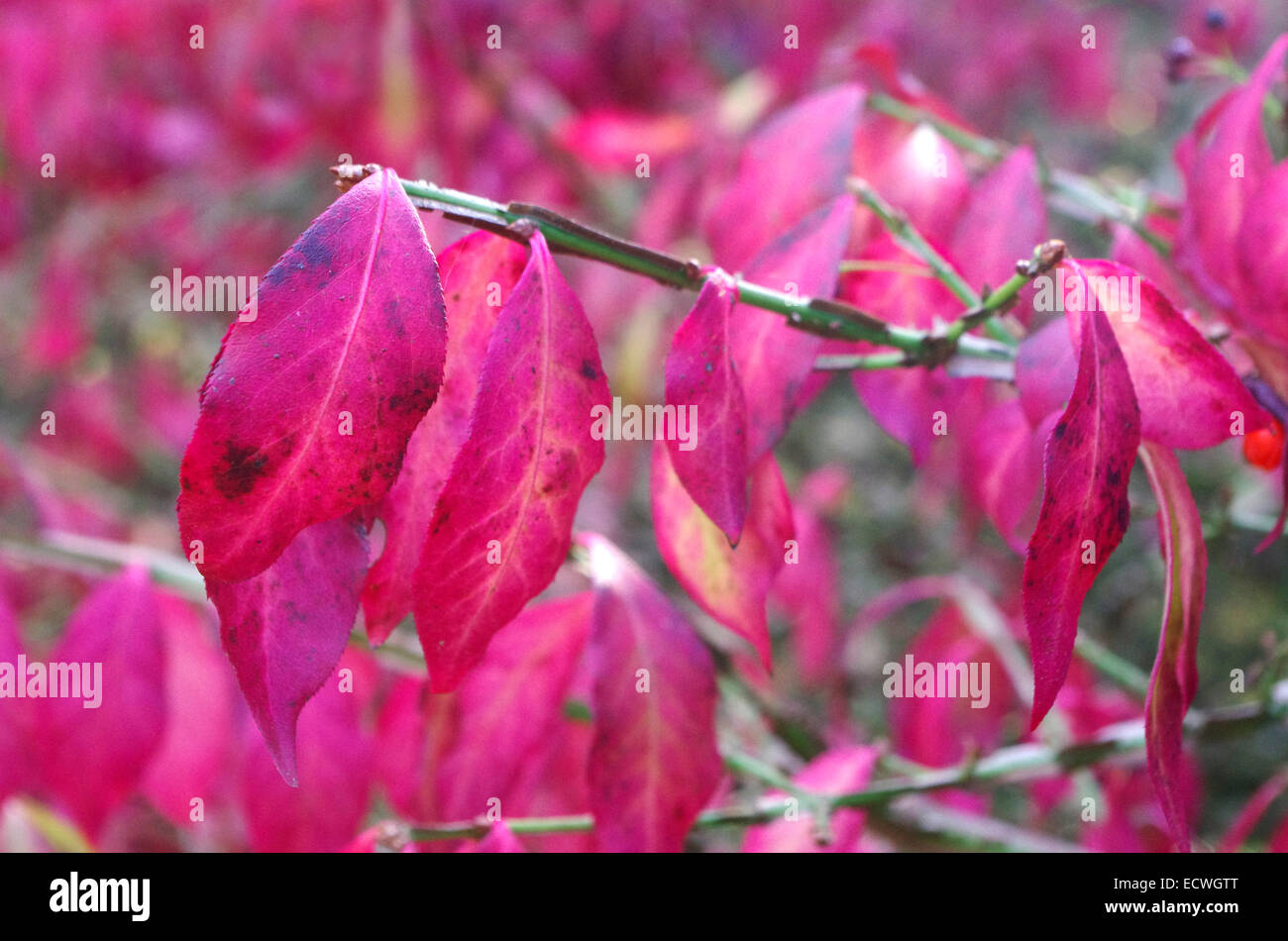 Euonymus alatus ( Winged Spindle Tree ) in Autumn, UK Stock Photo