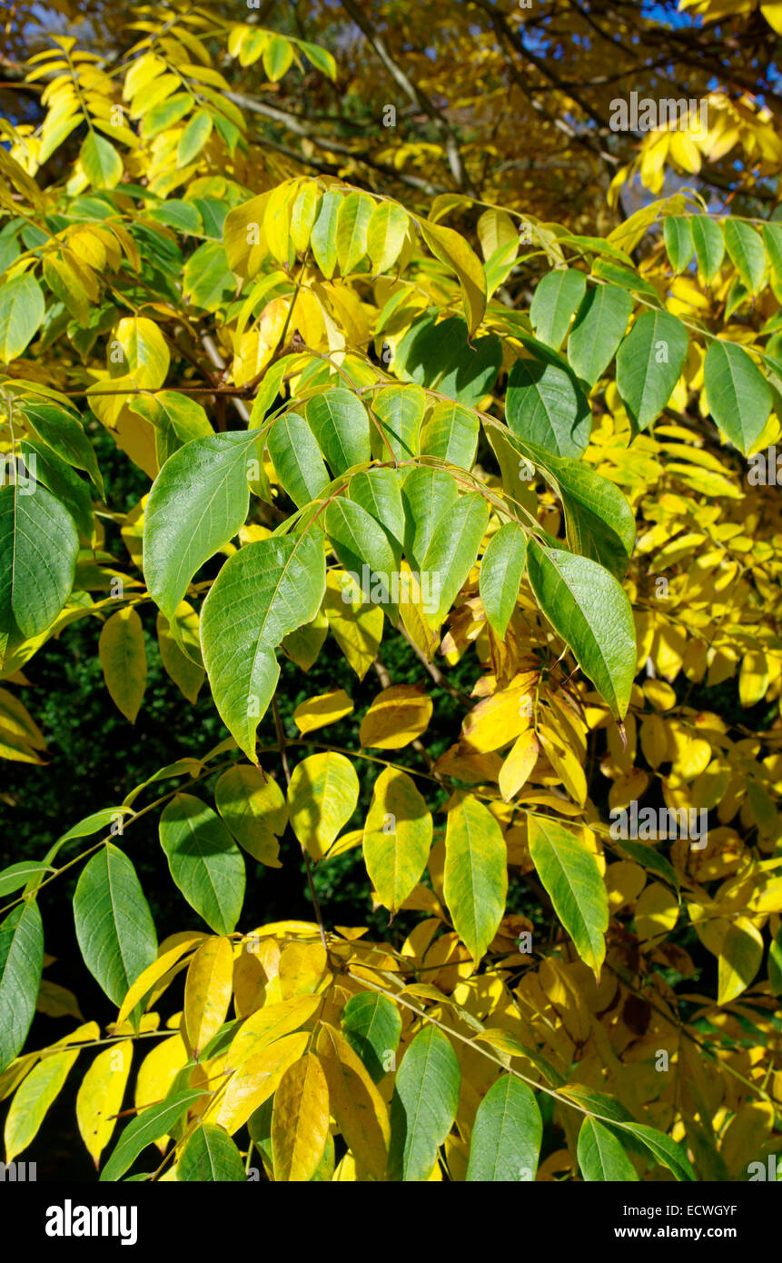 Koelreuteria bipinnata variant integrifolia in Autumn Stock Photo