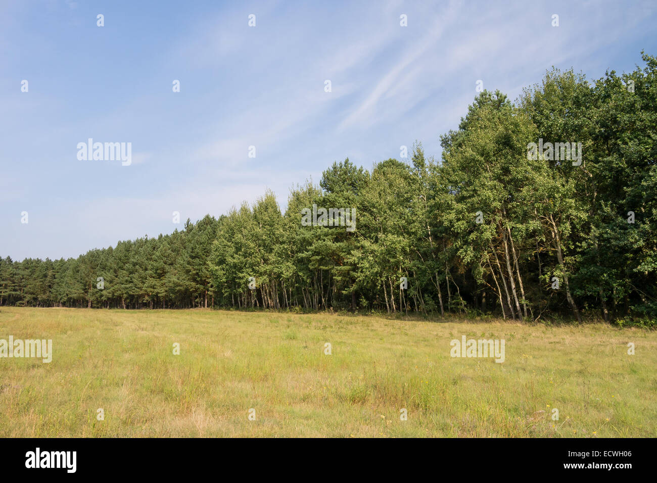 tree line in landscape in summer Stock Photo