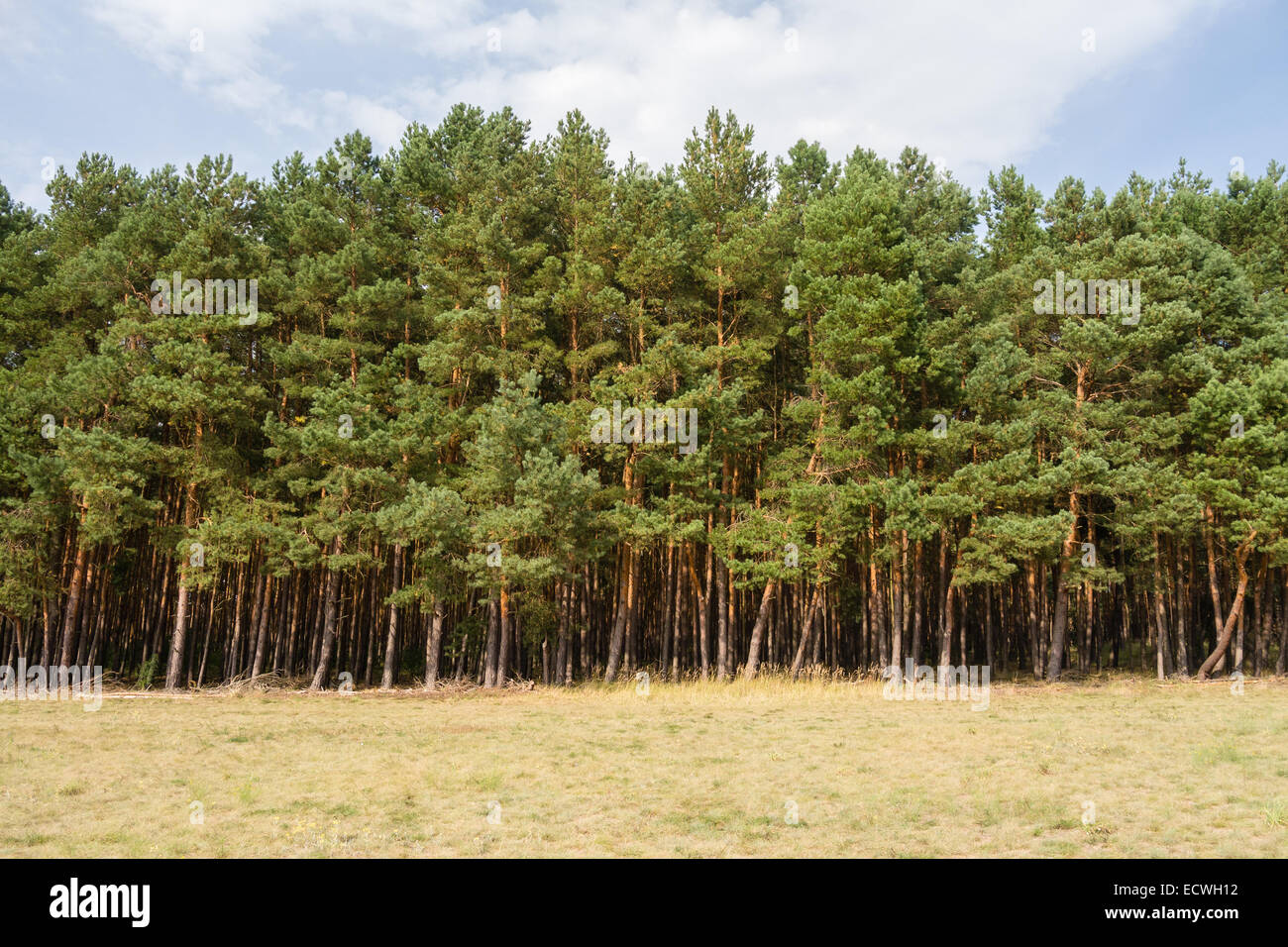 tree line on a field in summer Stock Photo