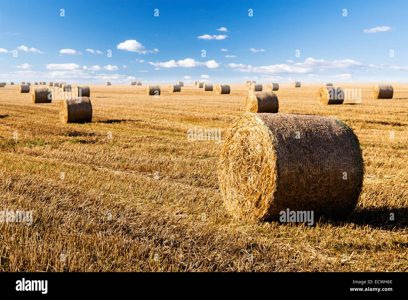 straw bales on field with blue sky Stock Photo - Alamy