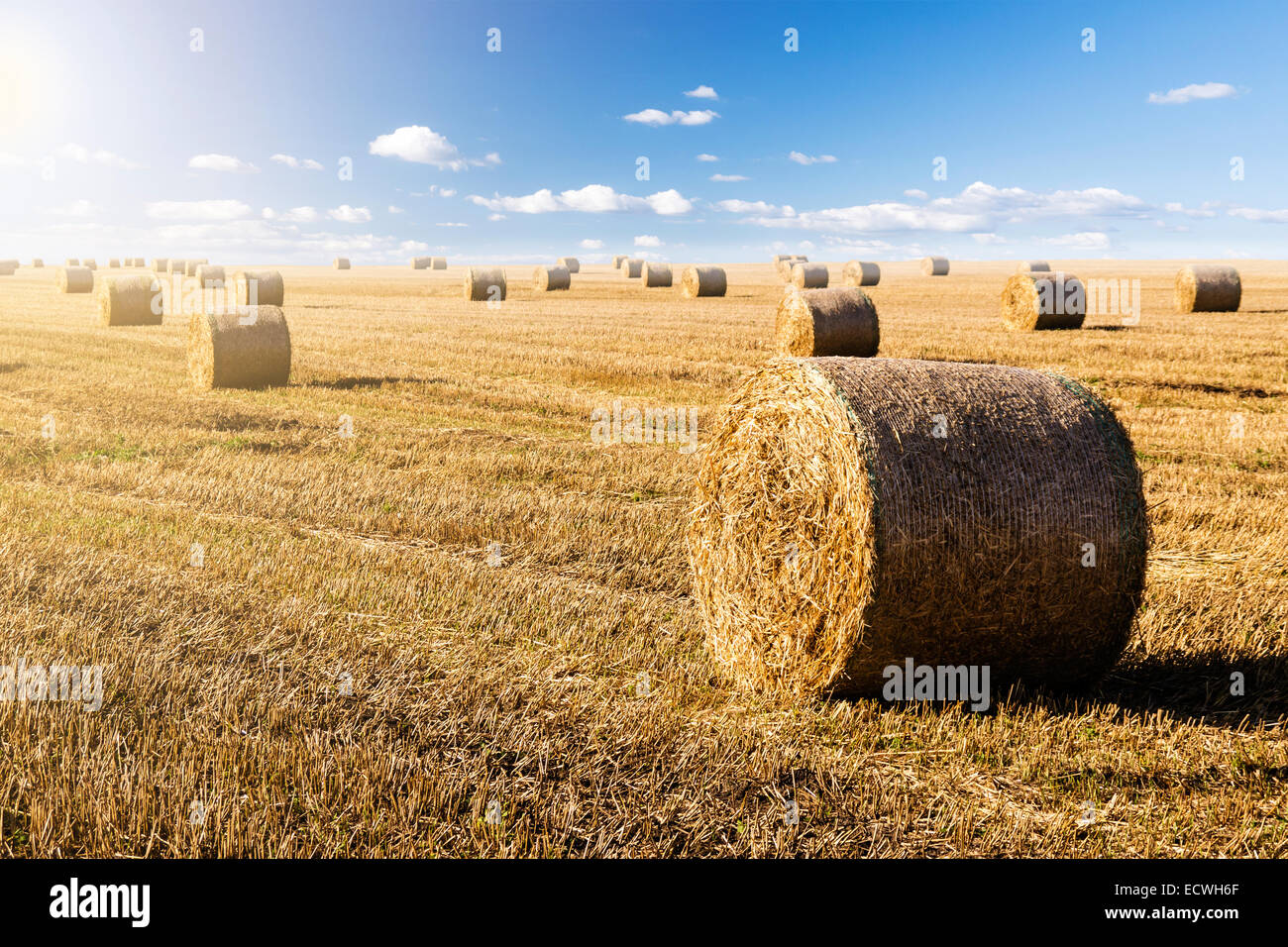 straw bales in summer with blue sky and sunlight Stock Photo - Alamy