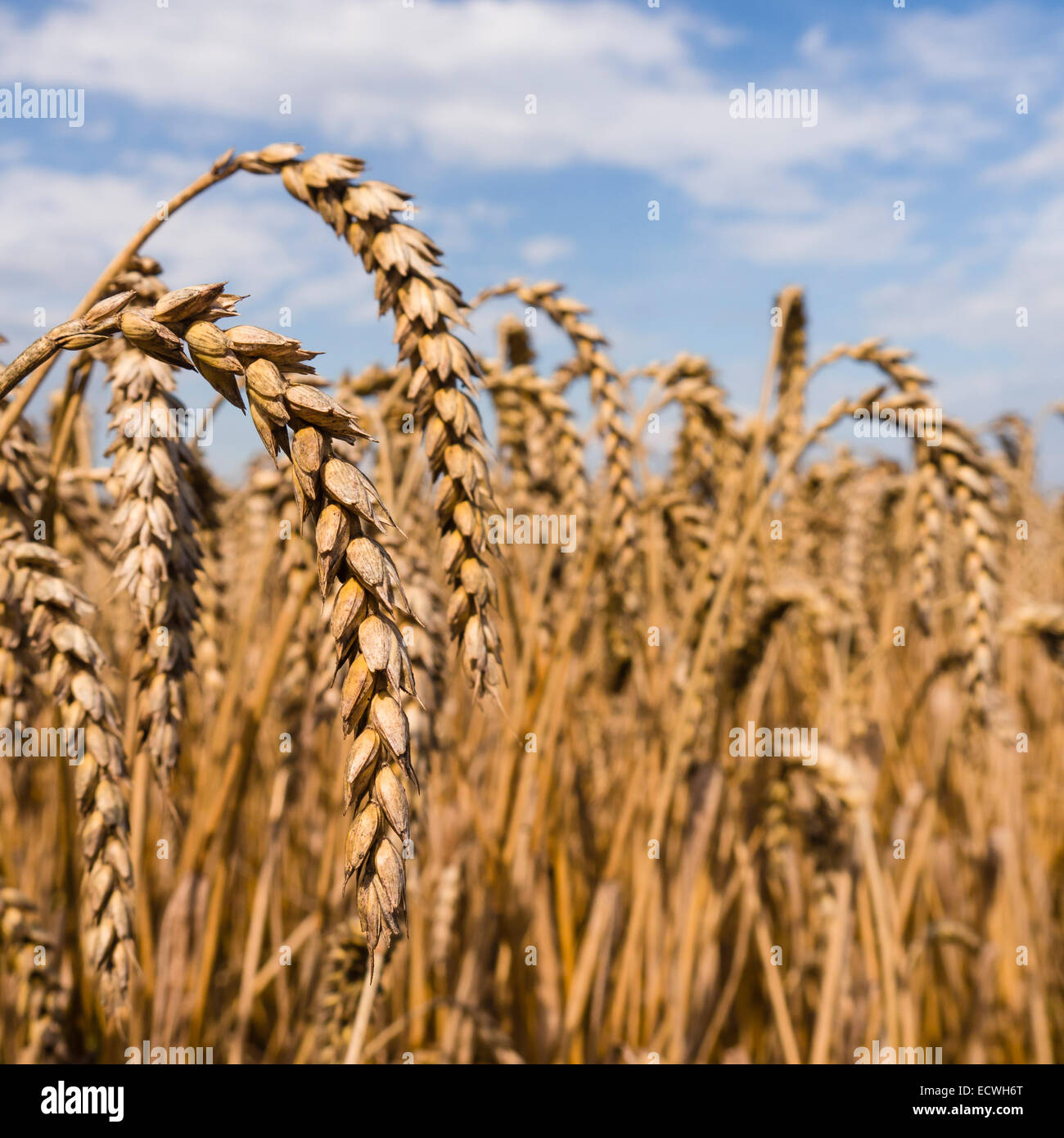 Ears of wheat with blue cloudy sky Stock Photo - Alamy