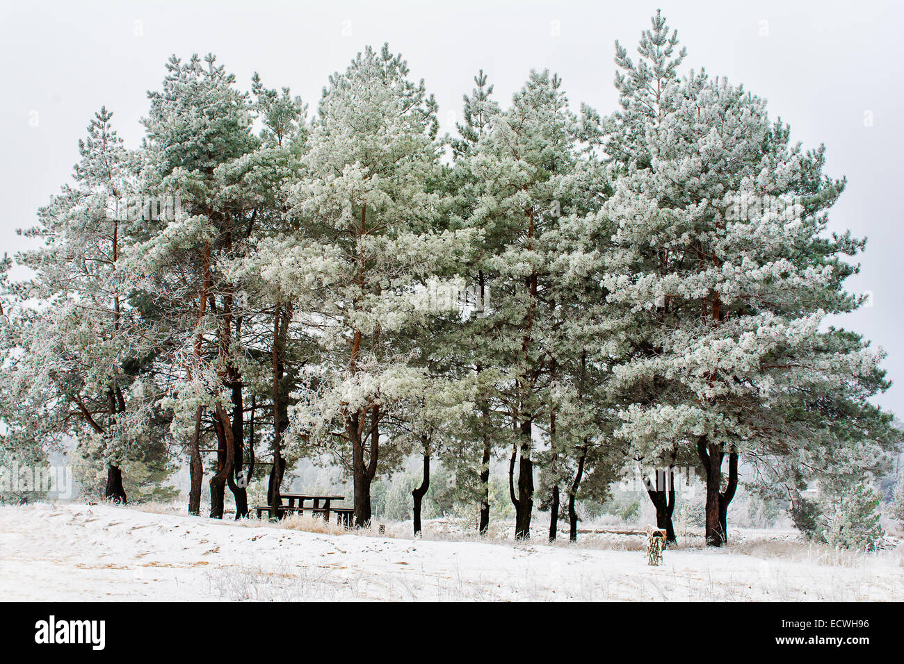 Row Of Pine Trees High Resolution Stock Photography and Images - Alamy