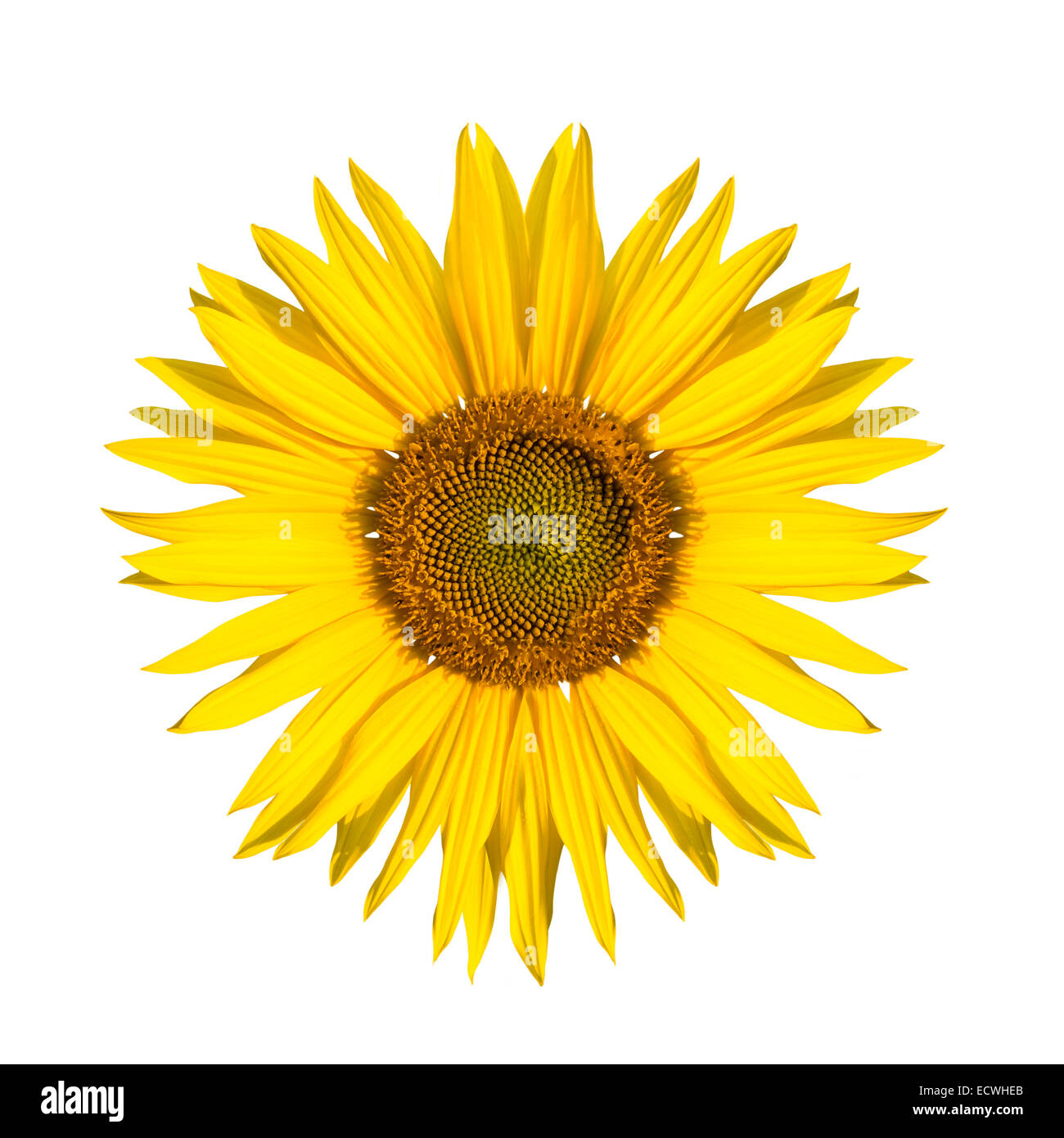 beautiful isolated sunflower on white background Stock Photo - Alamy