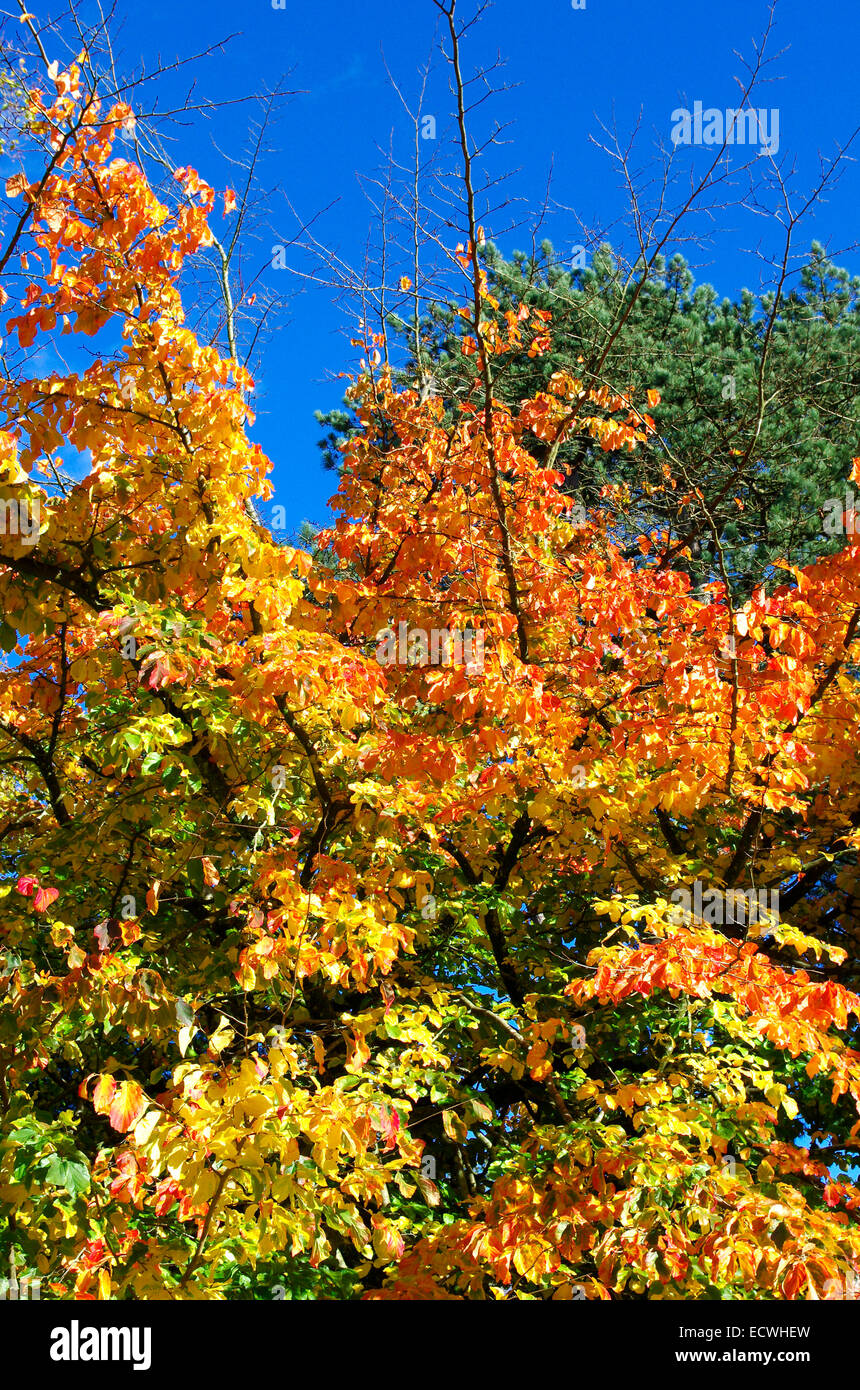 Parrotia persica ( Persian Ironwood ) in Autumn Stock Photo Alamy
