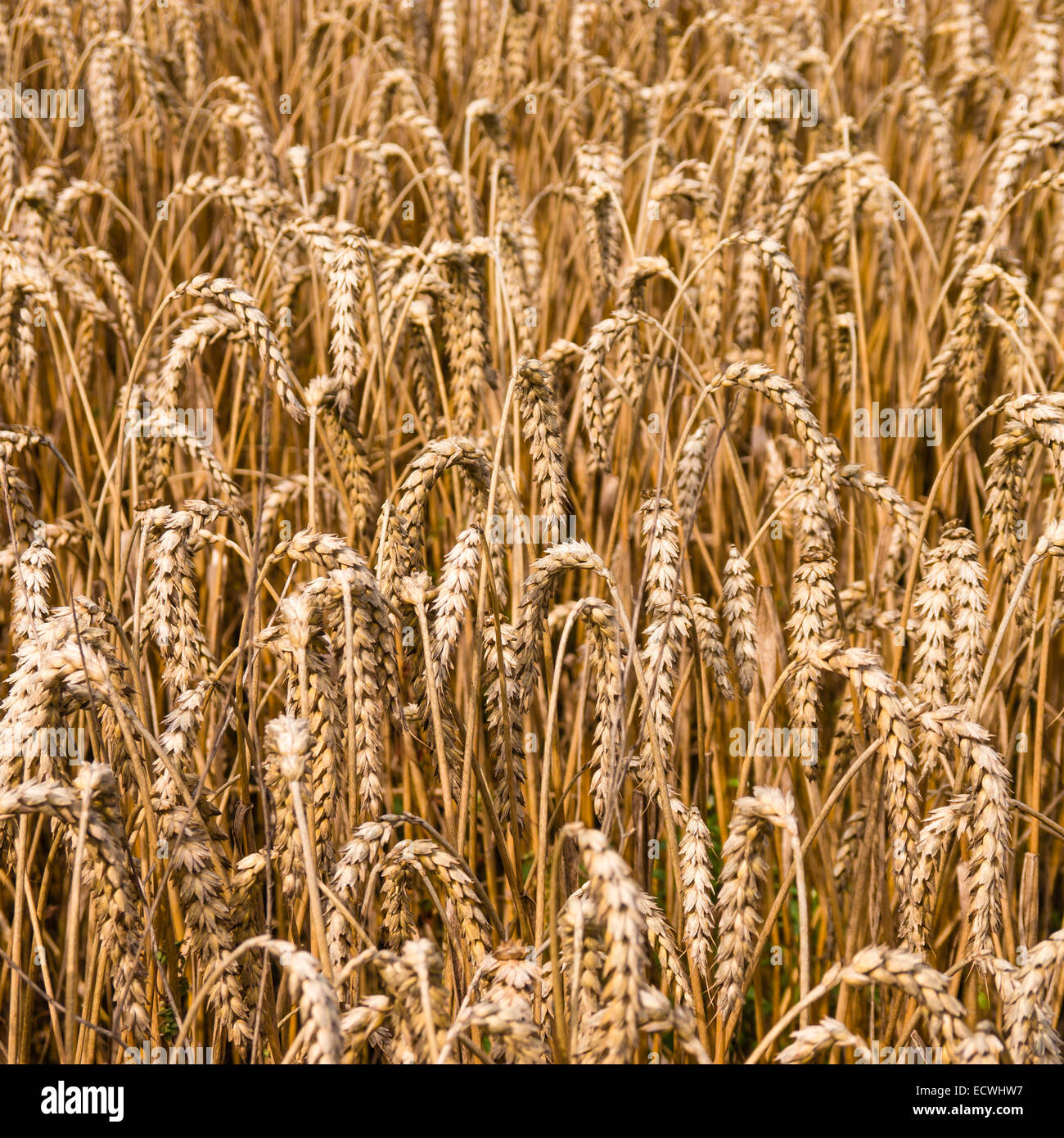 background of a wheat field in summer Stock Photo