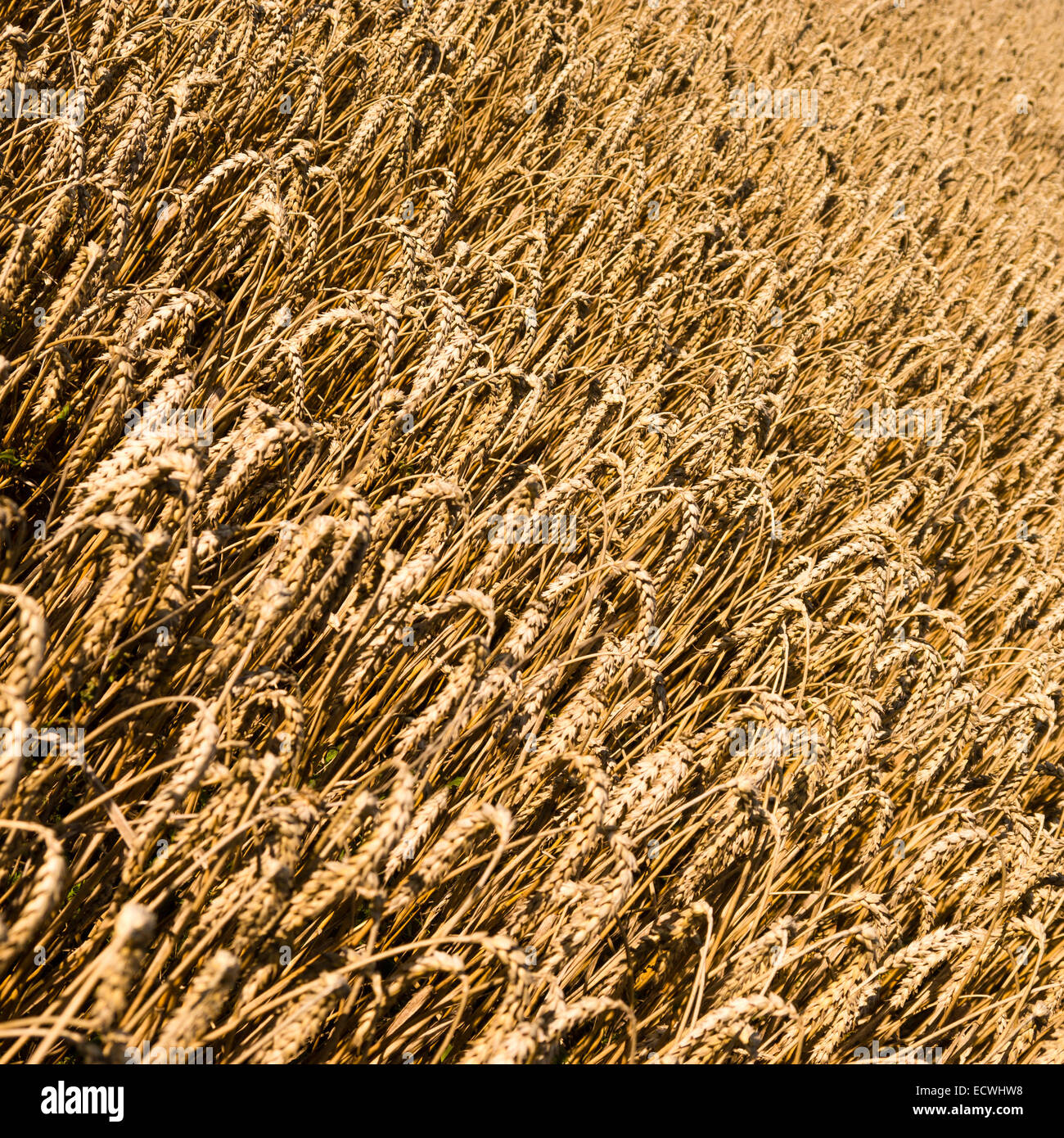 a wheat field in summer (background) Stock Photo