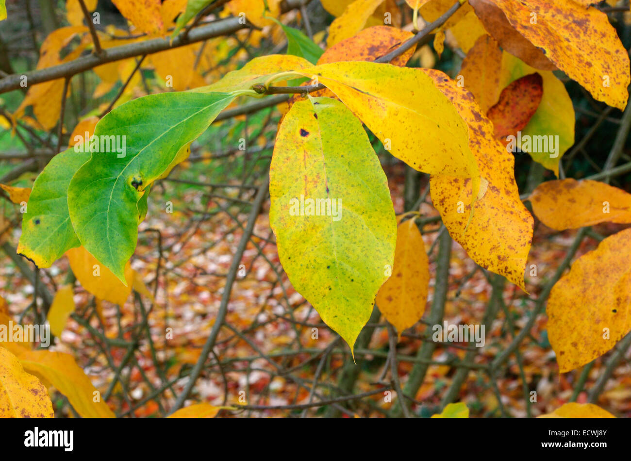 Black Gum Tree Identification