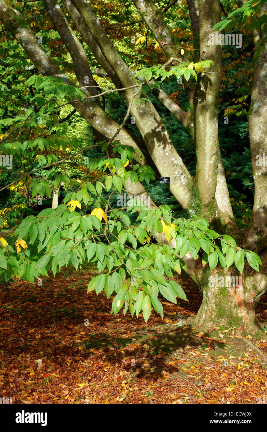 Zelkova serrata keaki ( Japanese Zelkova Tree ) at Westonbirt Arboretum