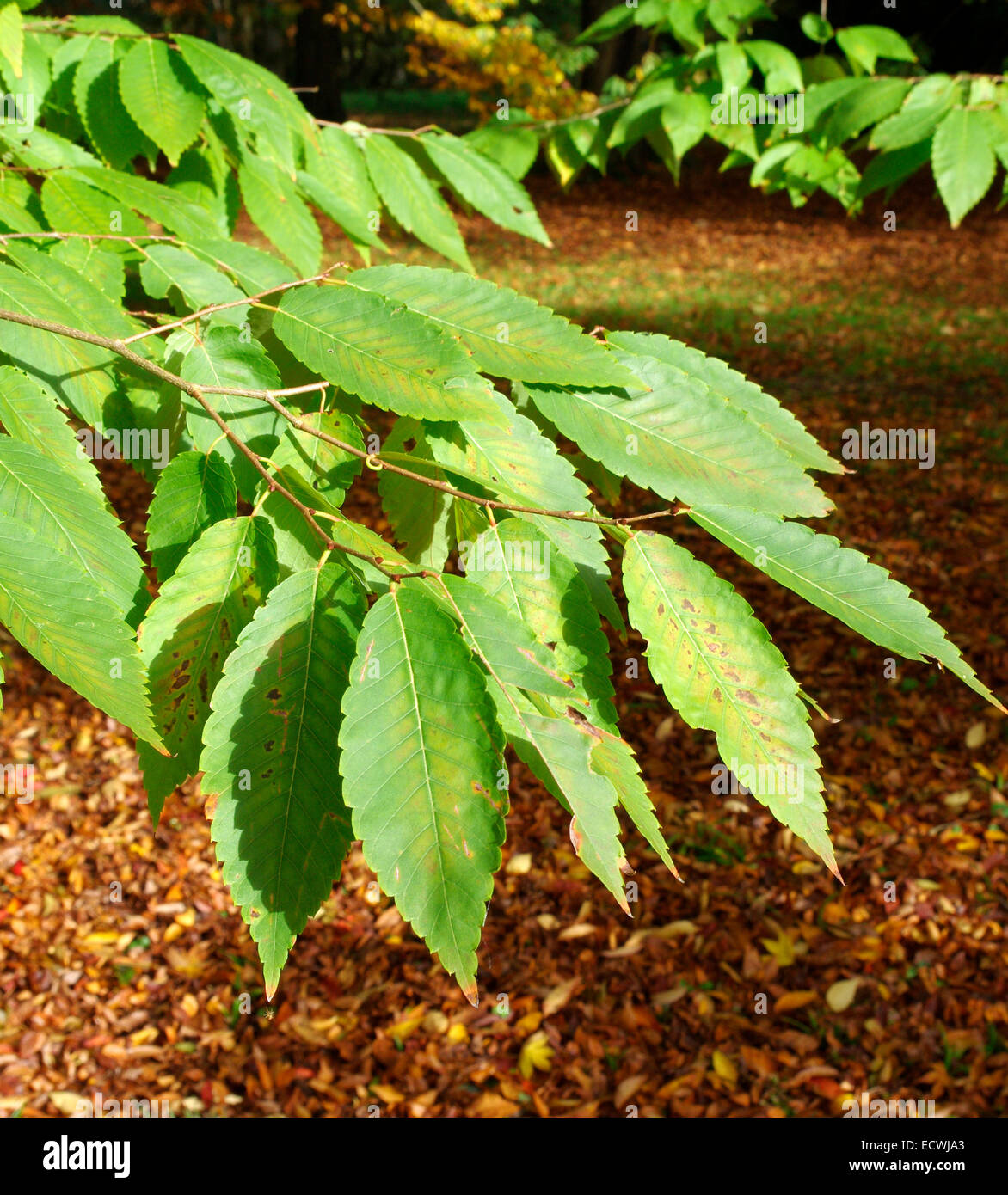 Zelkova serrata keaki ( Japanese Zelkova Tree Stock Photo Alamy