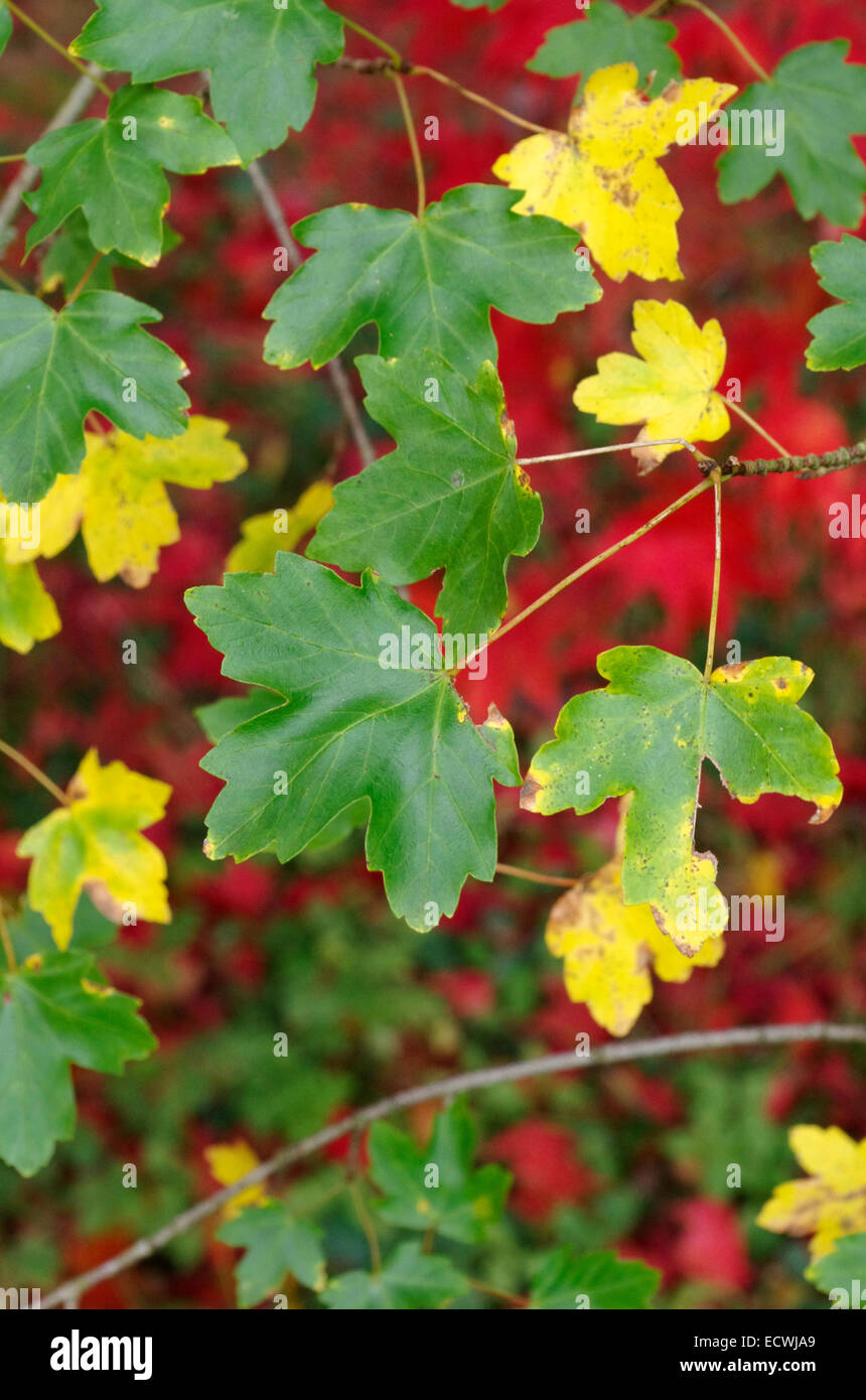 Acer opalus subspecies hispanicum ( Spanish Maple ) in Autumn Stock Photo