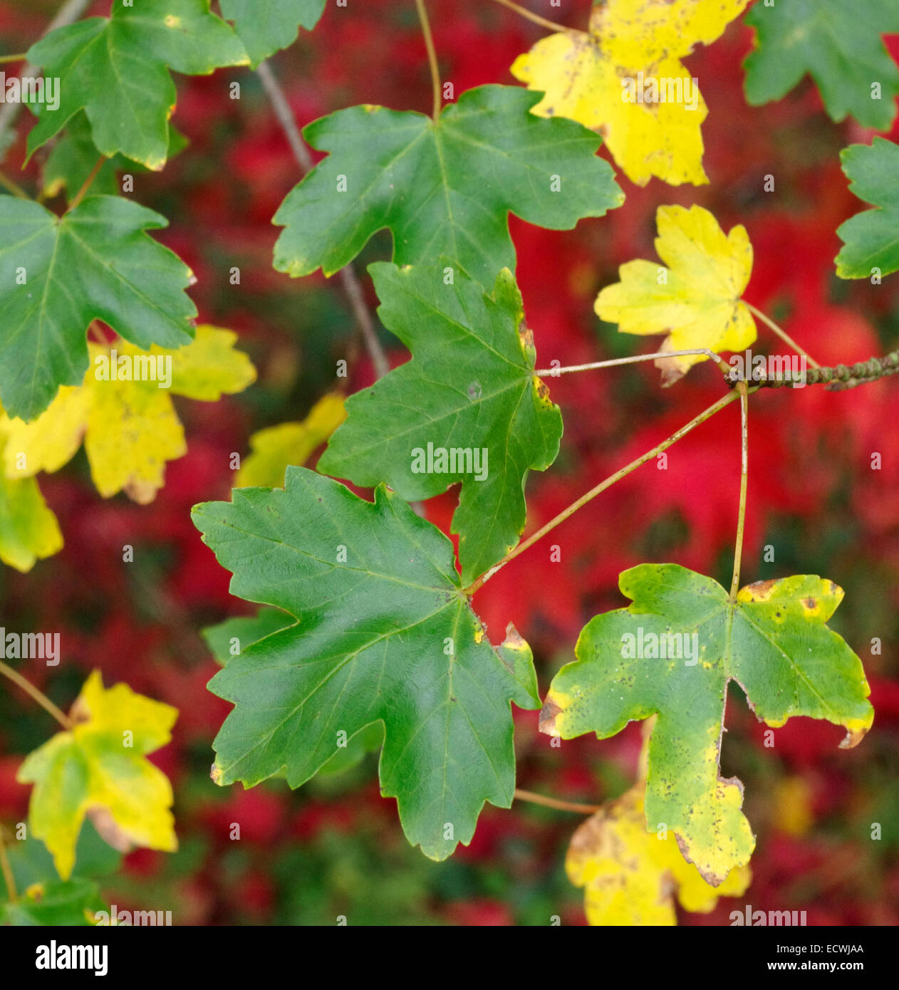 Acer opalus subspecies hispanicum ( Spanish Maple ) in Autumn Stock Photo