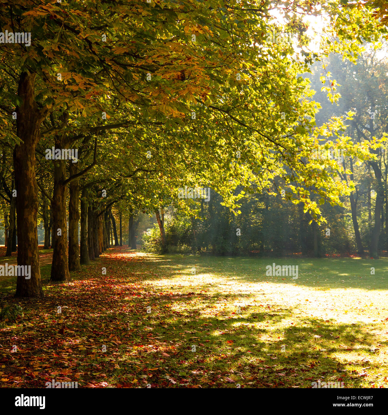 a park with beautiful sunlight at the beginning of autumn Stock Photo ...