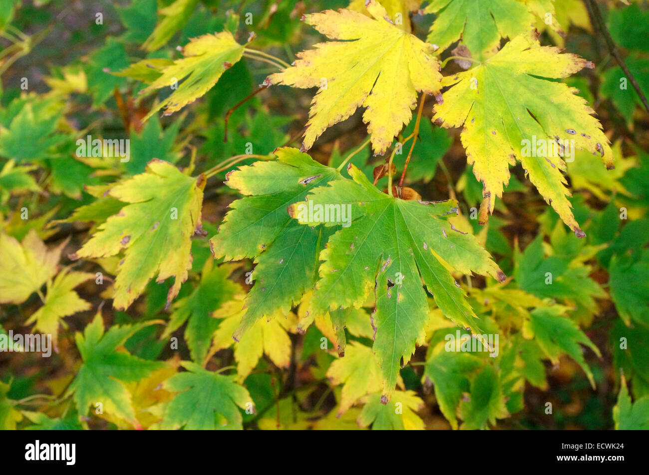 Acer palmatum 'Mirte' Japanese Maple Stock Photo - Alamy