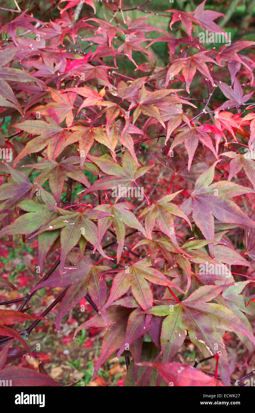 Acer palmatum bloodgood hires stock photography and images Alamy