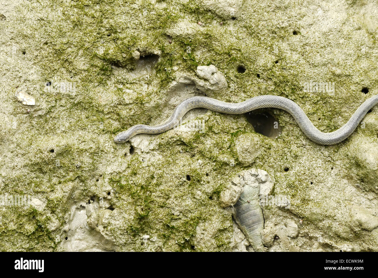 Tiny snake hi-res stock photography and images - Alamy