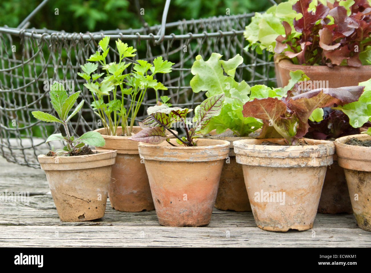 Pots with herbs and  salad plants Stock Photo