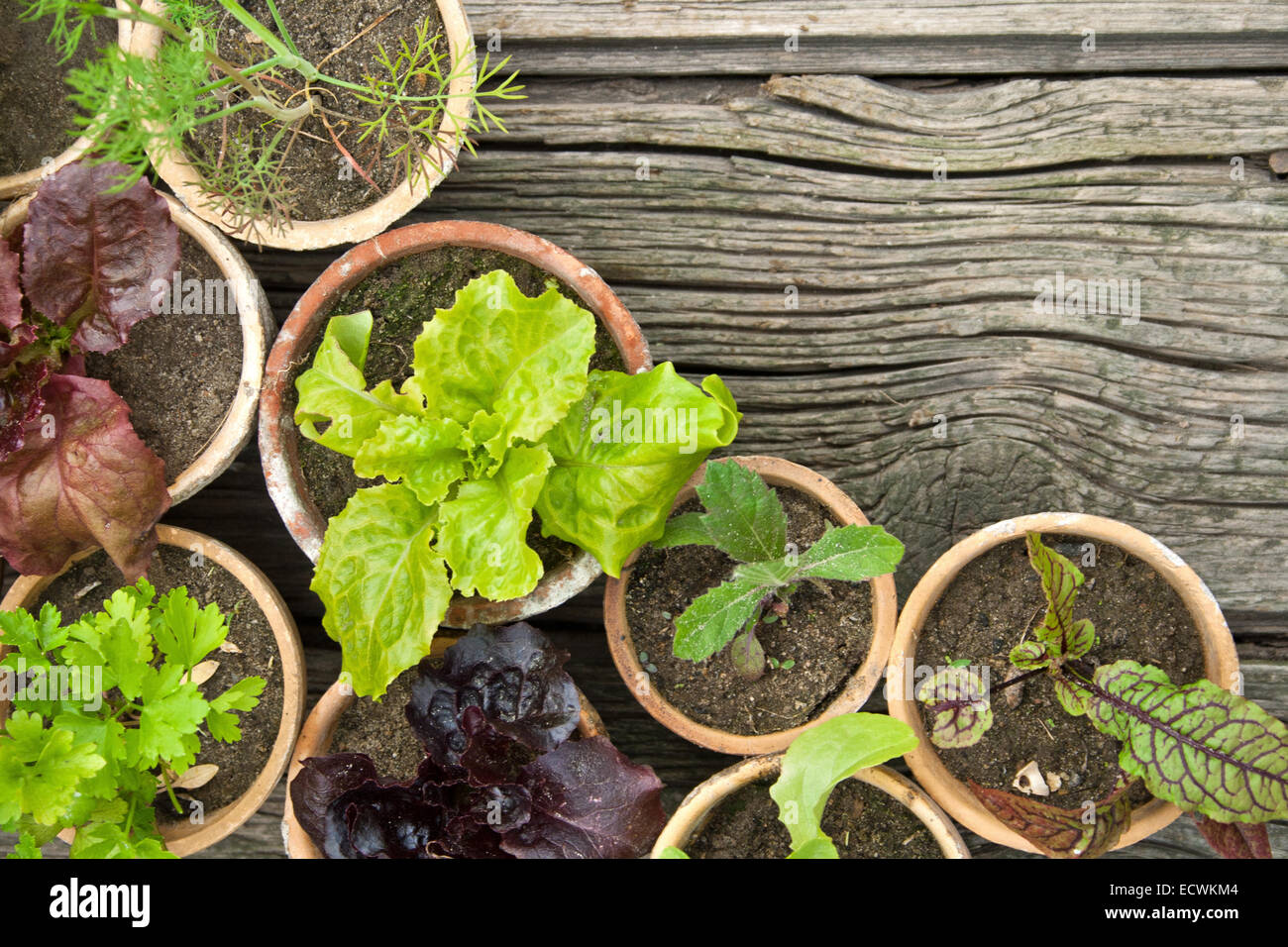 Pots with herbs and  salad plants Stock Photo
