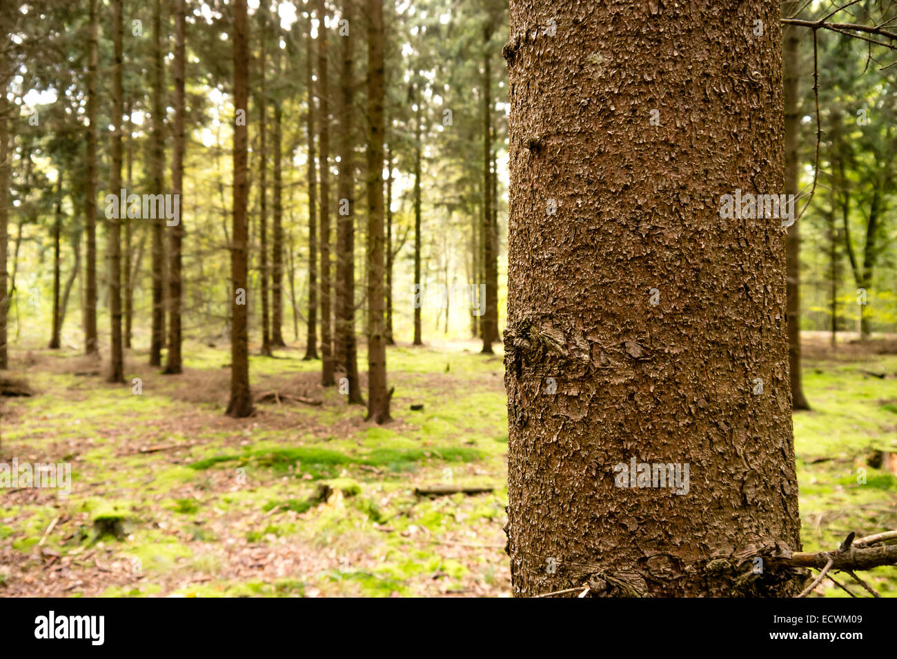 a tree in a forest in summer Stock Photo - Alamy