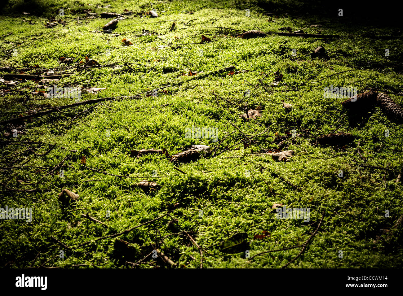 moss on a forest floor Stock Photo