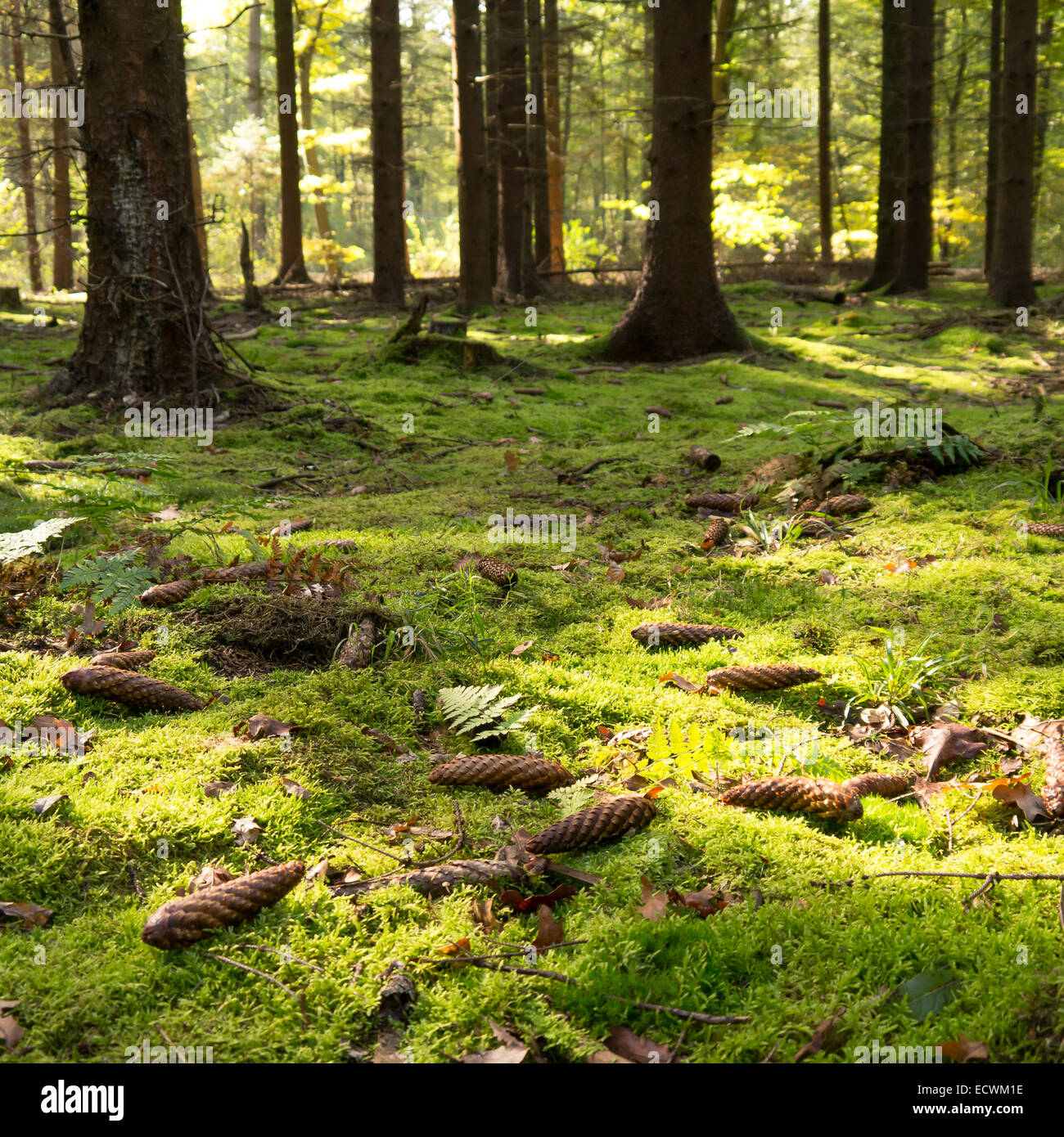 mossy forest floor with pinecone Stock Photo