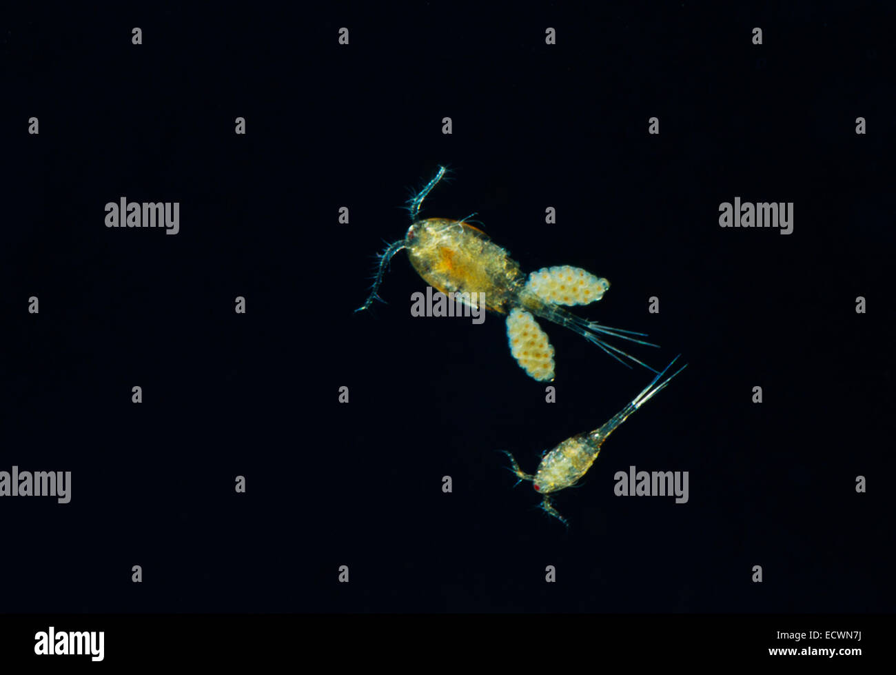 Water Flea Cyclops  Two adults,male and female with eggs Devon UK Stock Photo