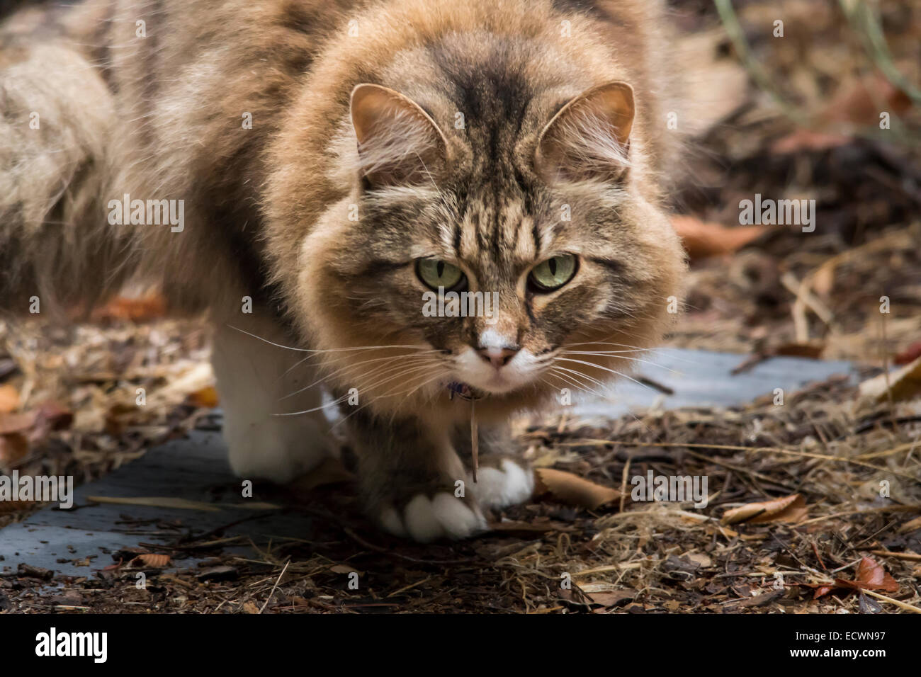 Domestic house cat outside, hunting. Stock Photo