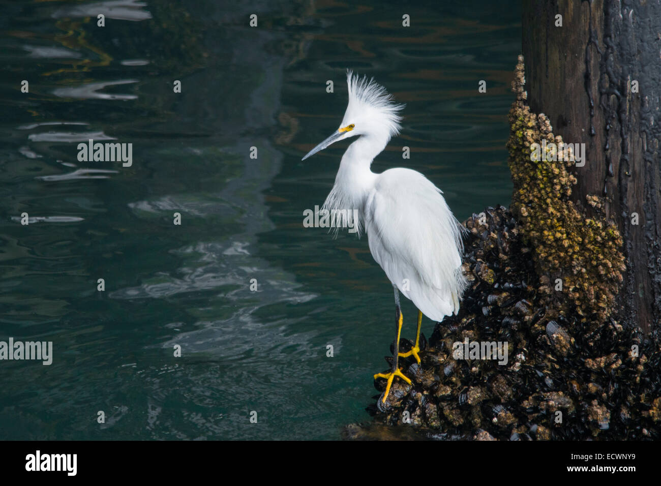 The great egret also known as common egret, large egret or great white heron, is a large, widely distributed egret. Distributed Stock Photo